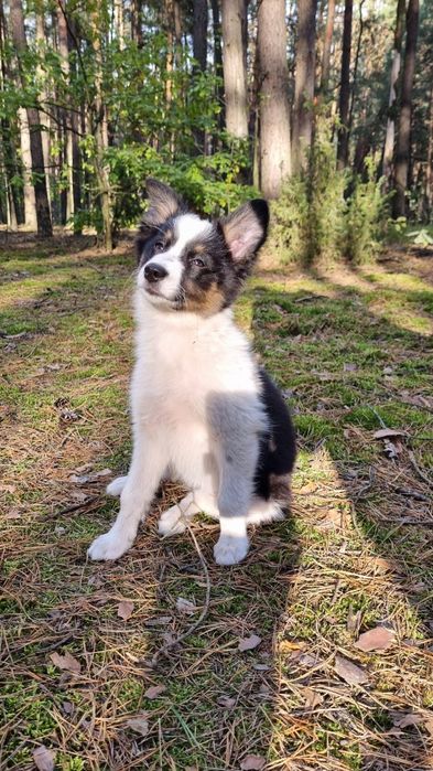 Border Collie suczka czarno biała tricolor