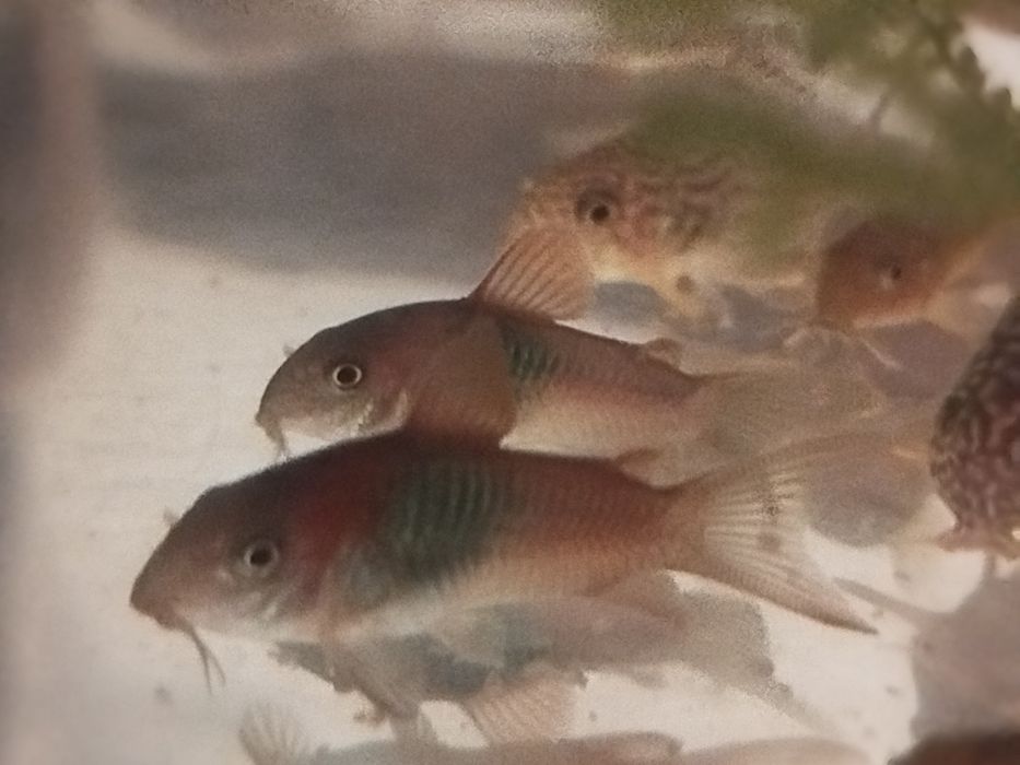 Kirys Orange Wenezuela