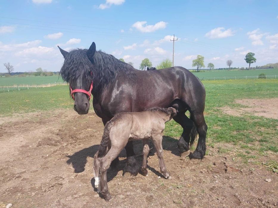 Klacz Kara Zimnokrwista Źrebna Dużej Budowy