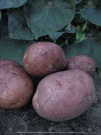 Картопля Роксолана