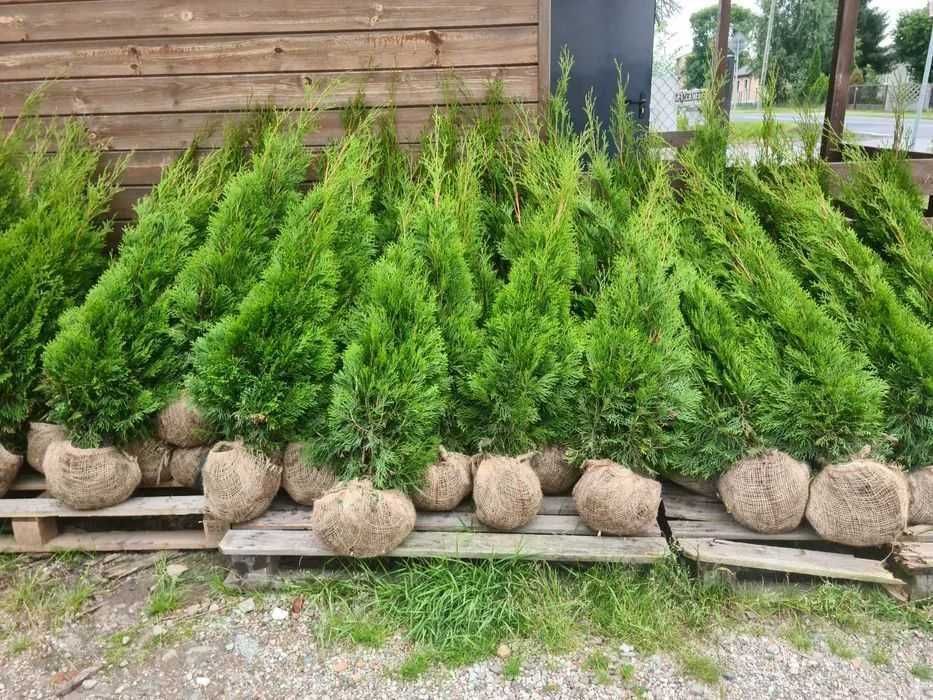 Tuja, tuja szmaragd 90cm, tuje szmaragdowe, tuje żywopłotowe