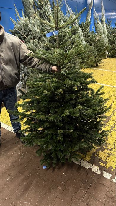 Świąteczne Choinki z Dostawą pod Drzwi – Poznań!