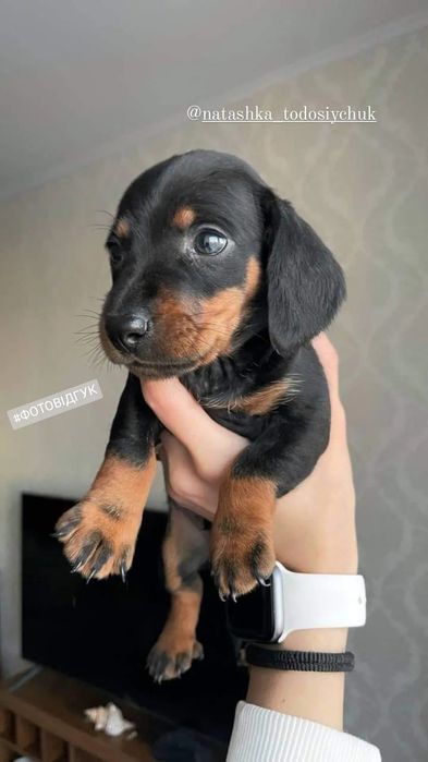 Таксята різних кольорів, чорні, мрамор