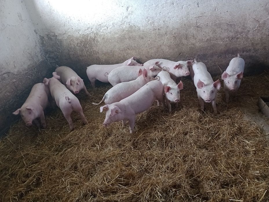 Prosięta na sprzedaż