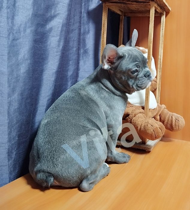 Французька булочка блакитного окрасу.