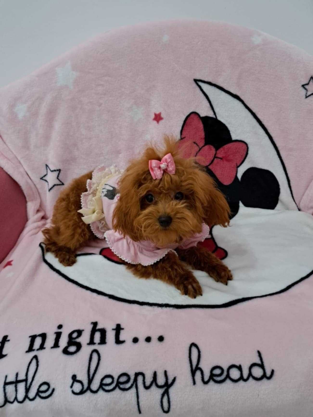 mini suczka pudel toy red  teacup  z rodowodem FCI do odbioru
