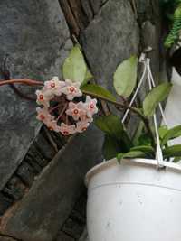 Hoya, "Planta Flor de cera"