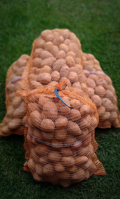 Ziemniak Kartofel DENAR jadalny