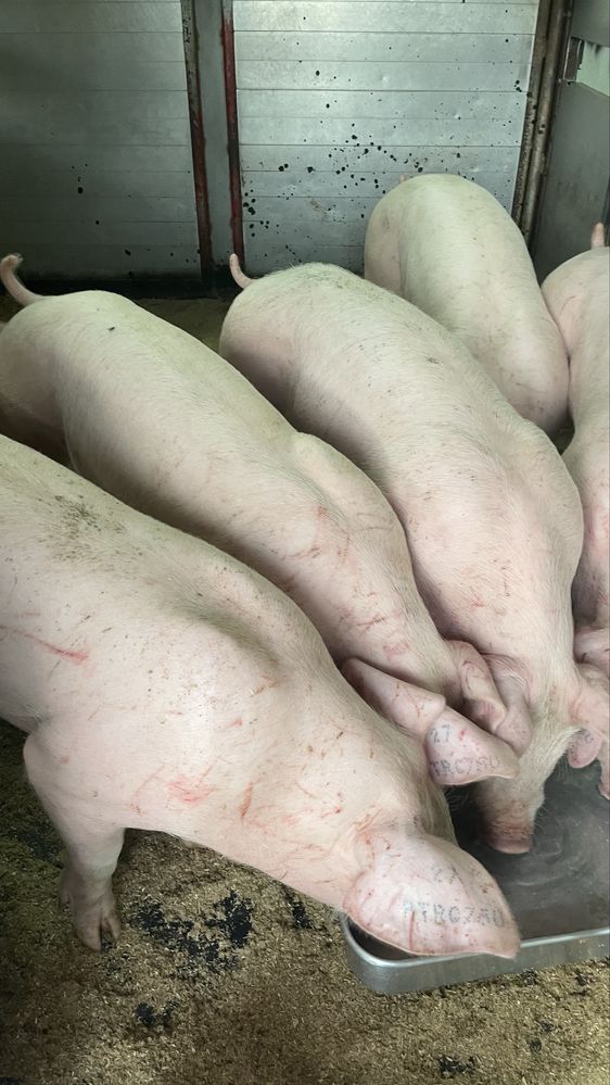 Porcos 30 kg machos e femeas