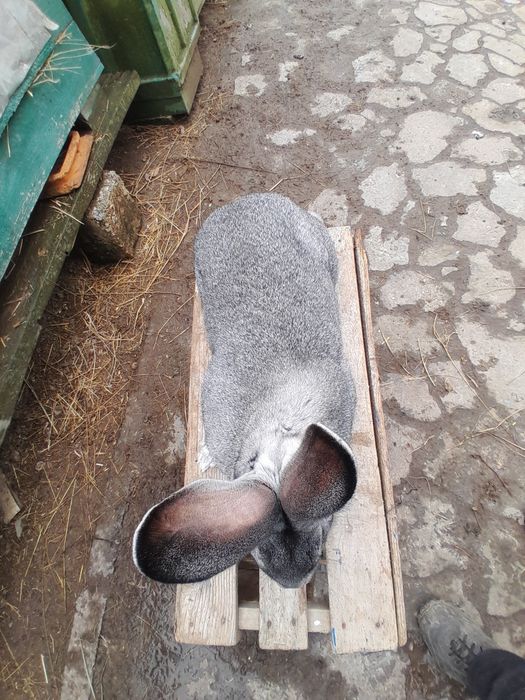 Кролі породи шиншила