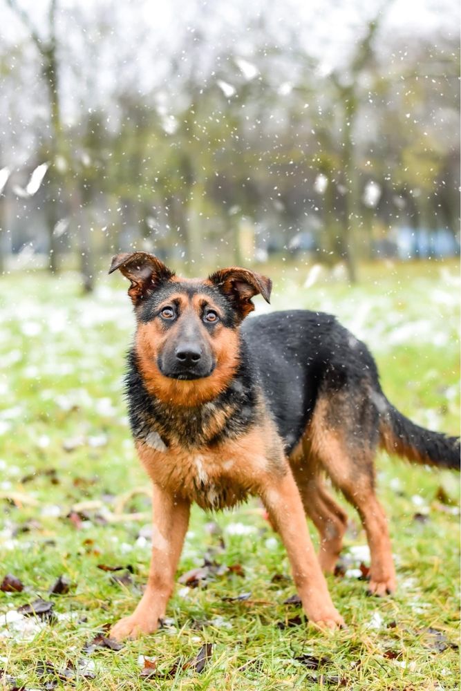 Piękna młoda suczka w typie owczarka niemieckiego do adopcji