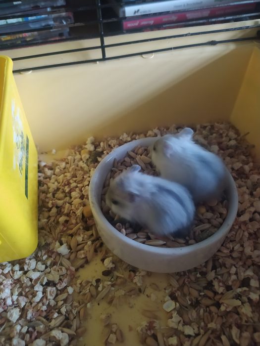 Джунгарский хомяк