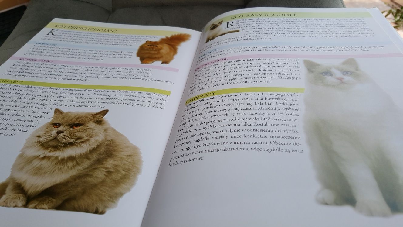 Wielka encyklopedia kotów  Kot w domu