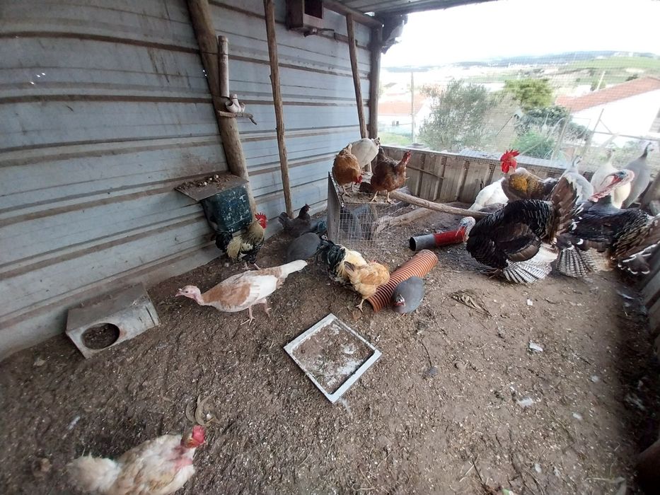 Peruas adultas para venda