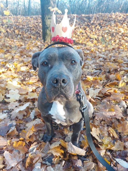 Lexi- amstaff, którego życie nie rozpieszczało