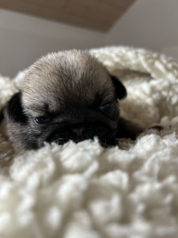 Mops Szczenie ZKwP FCI rodowod