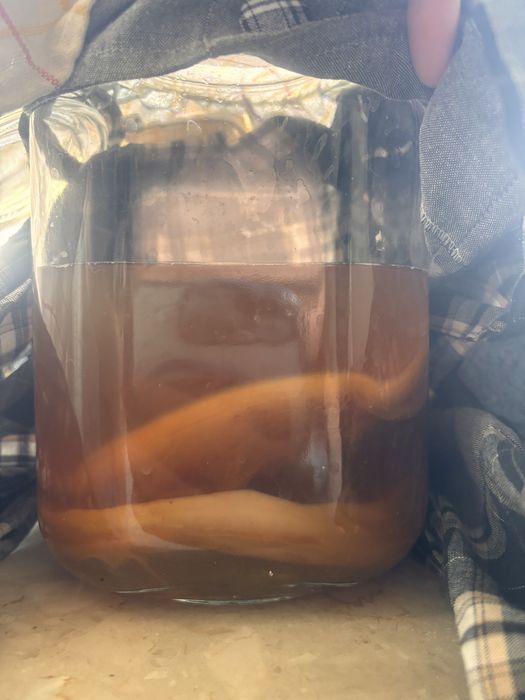 Grzyb scoby kombucha