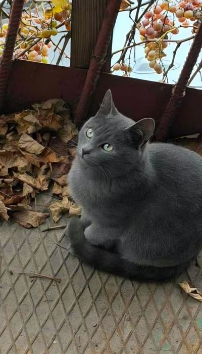 Отдам даром в добрые руки серых кошечек метисы британской породы