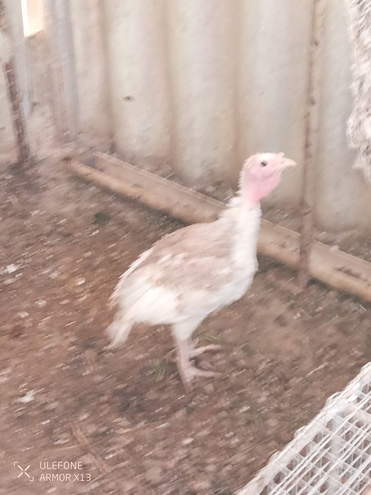 Vendo Perus novos