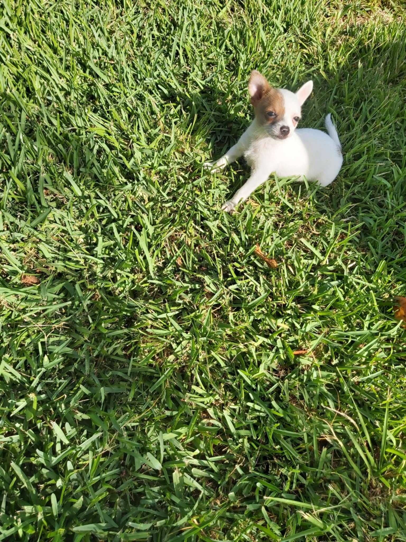 Chihuahua branco macho