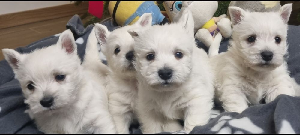 West Highland White Terrier- szczeniak