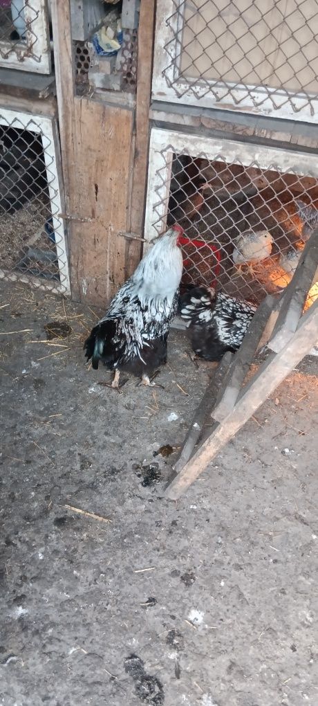 Продам курей Віандот пара