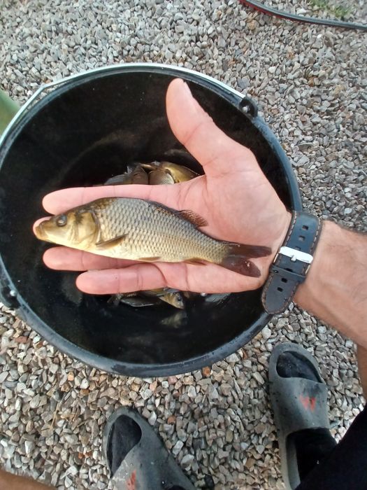 Karp narybek  / kroczek  . Lin ,Amur ,Tołpyga.