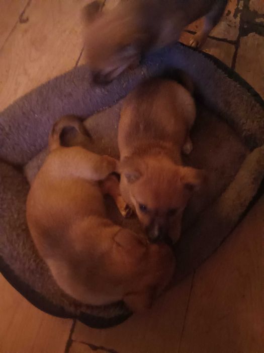 Oddam za darmo szczenięta