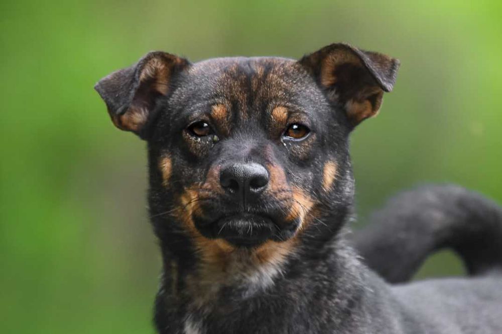 NILKEN - młody, przyjacielski i chętny do nauki psiaczek