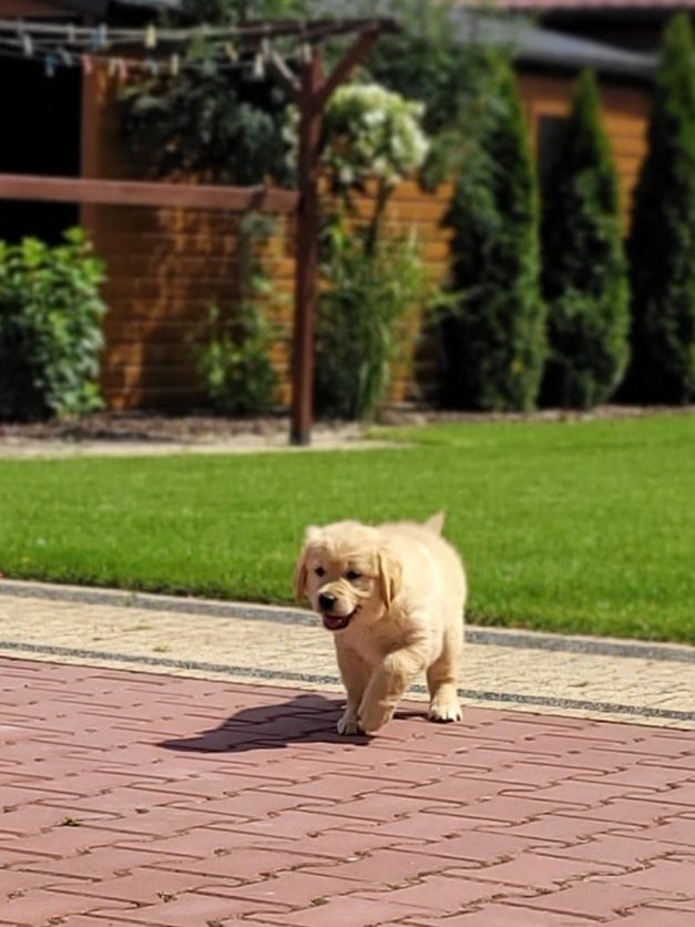 Golden Retriever Kremowo Złoty Śliczny Zapraszam