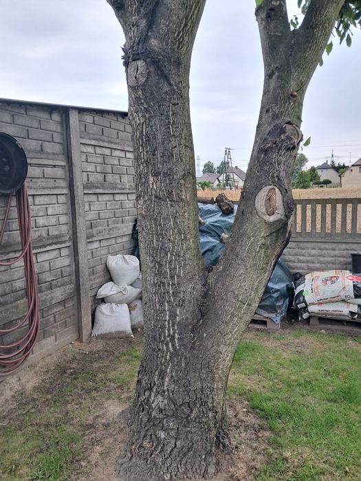 Drzewo orzecha włoskiego