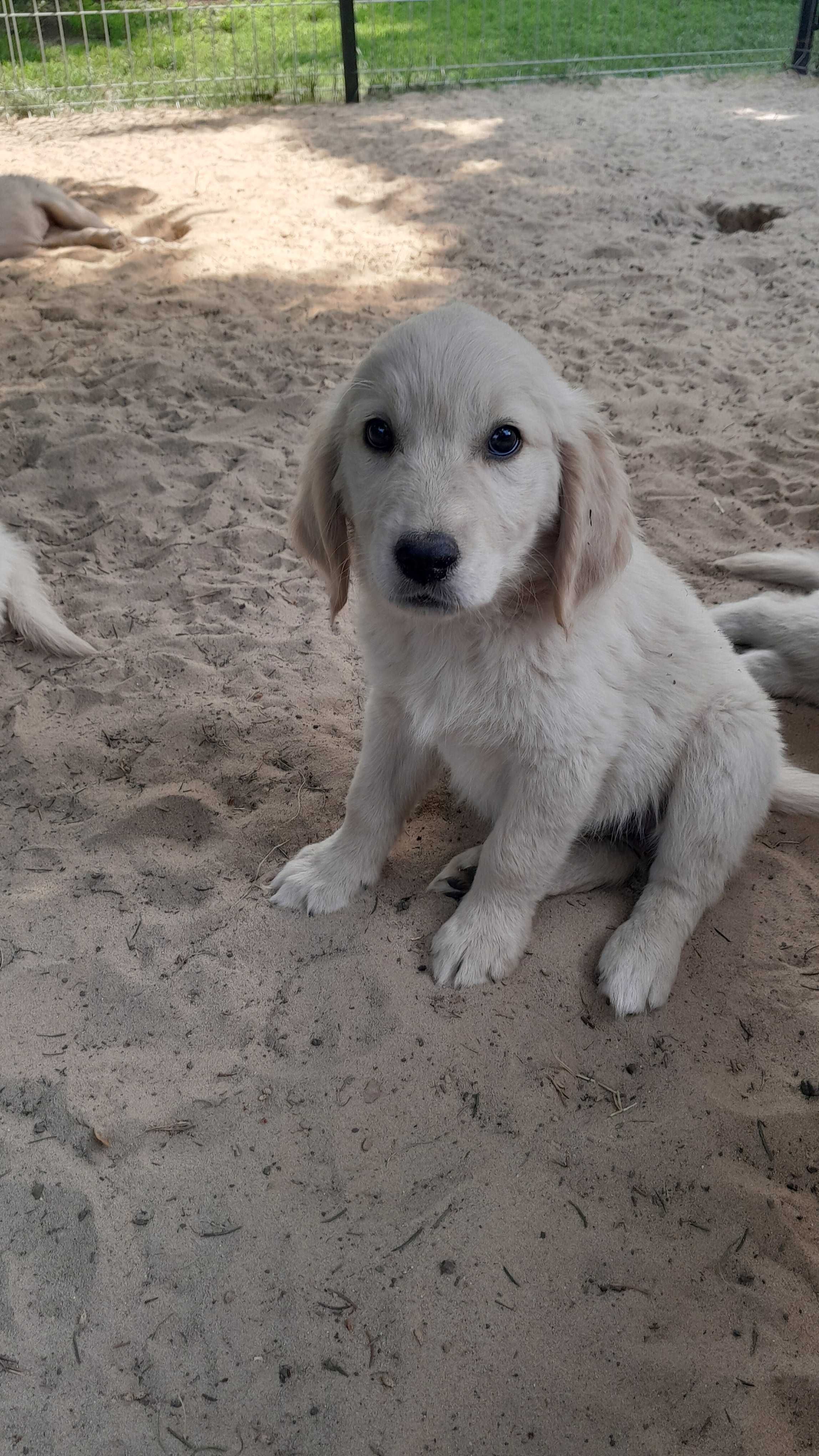 Golden retriever ..suczka ...do odbioru