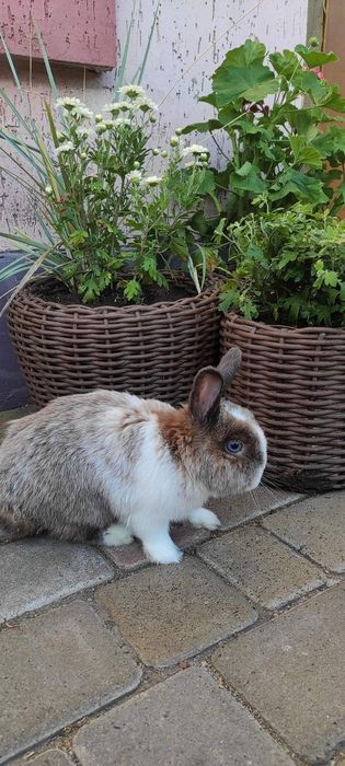Кролик маленький. В добрі руки