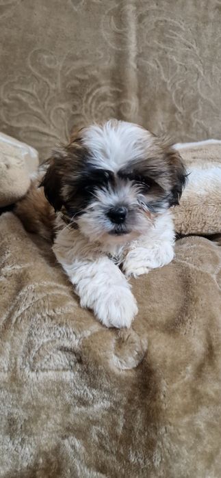 Shih tzu suczka hybryda