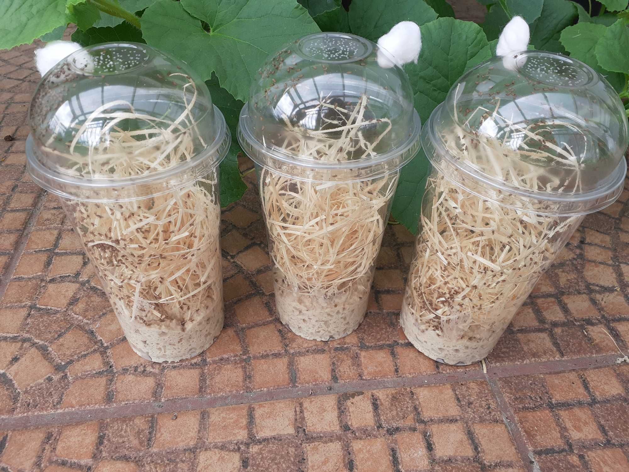 2 x Muszki owocówki Drosphila melanogaster