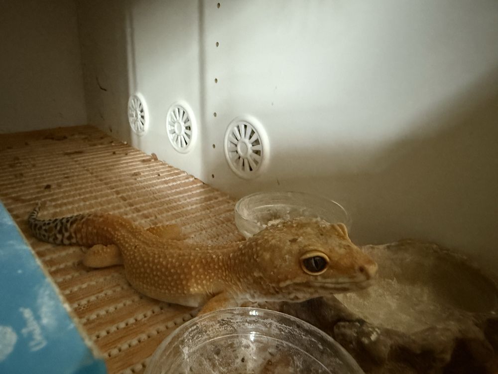 Gekon lamparci Hypo Tangerine samiec 2 lata