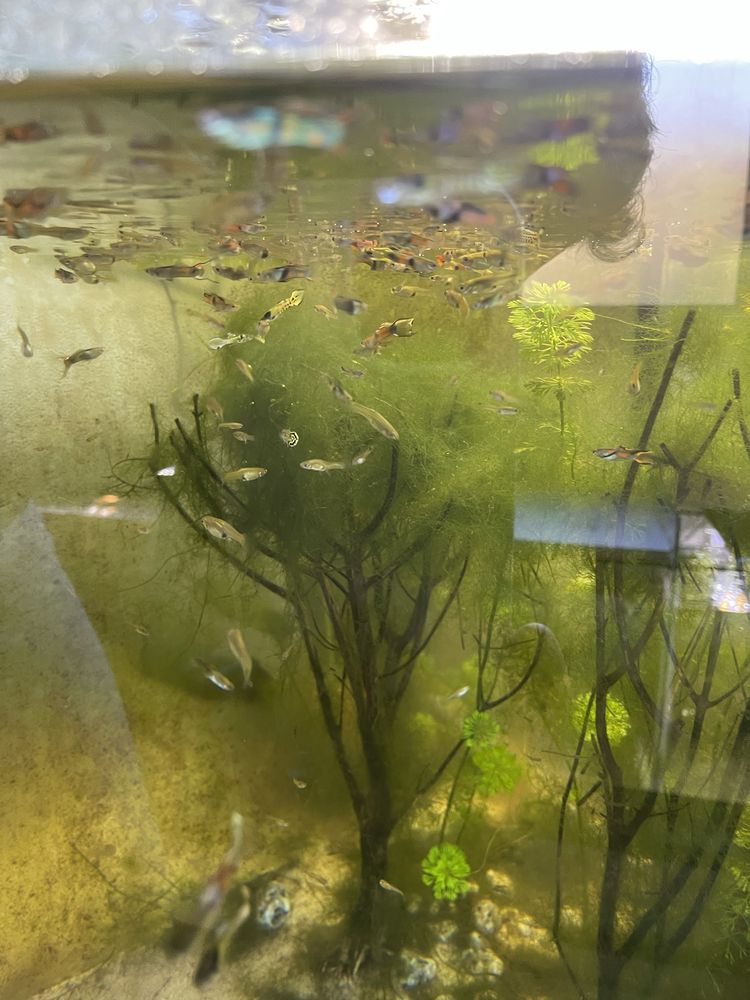 Guppy endler macho sortido