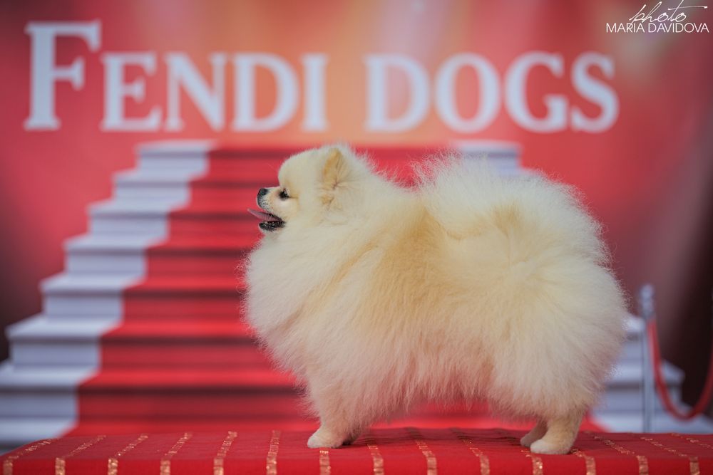 Вязка померанского шпица