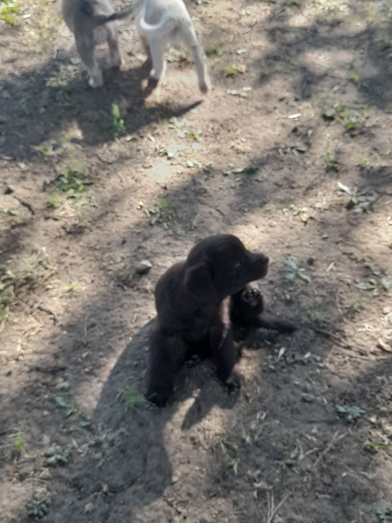 Віддам цуциків безкоштовно!