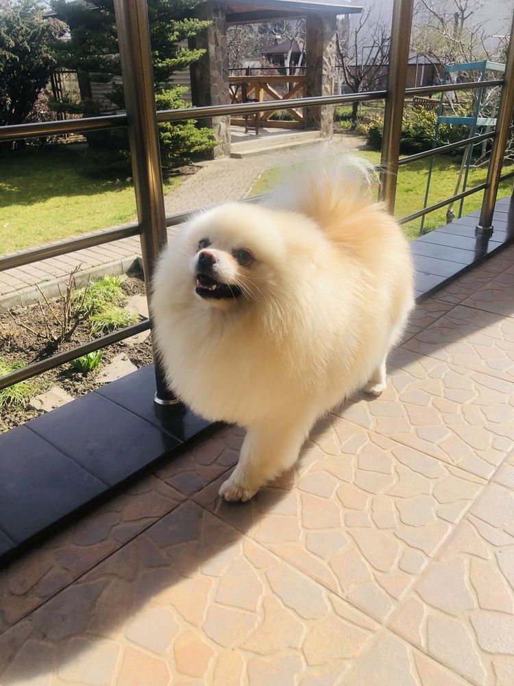 Мальчик шпиц ищет девочку
