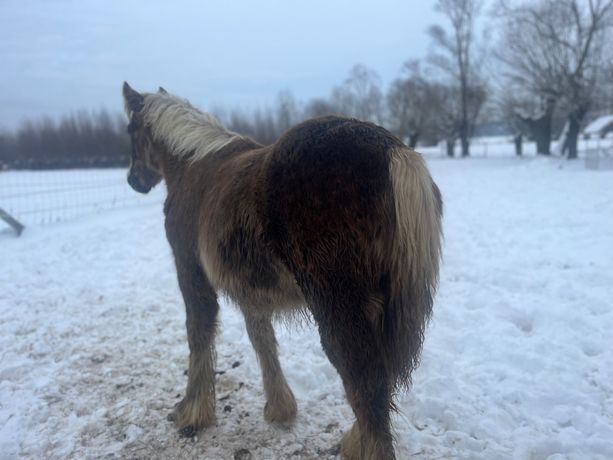 Klaczka Gypsy cob