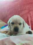 Labrador  Retriever Amarelo
