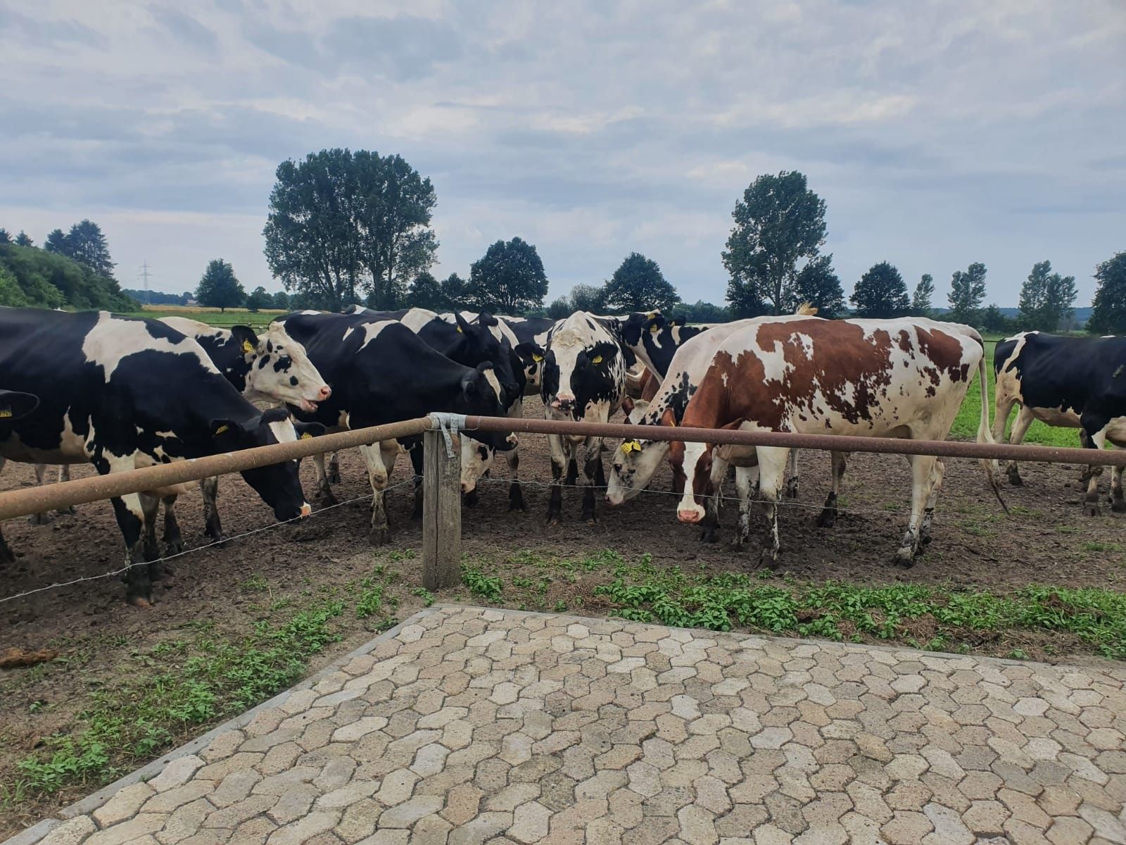 Dostawa co tydzien krow pierwiastek i jałowic hodowlanych