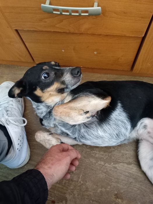 Oddam pieska w dobre ręce