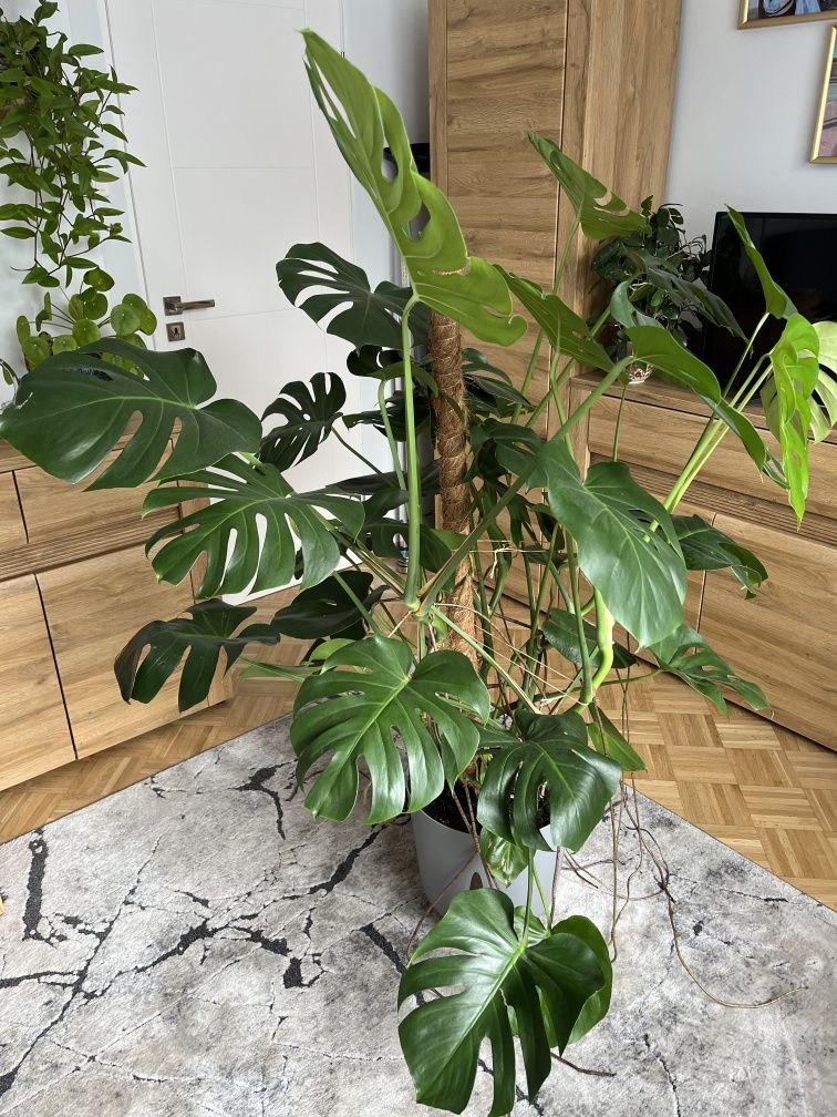 Kwiatek monstera