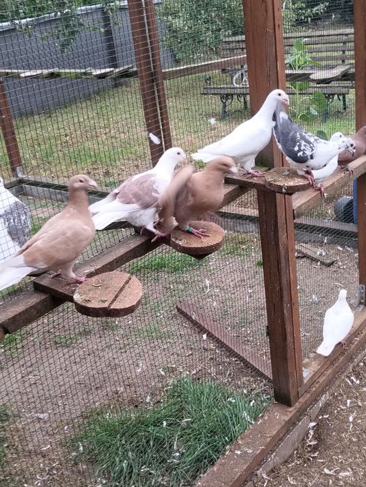 Staropolskie, ślaskie tarczowe, tygrysy,mulemansy,