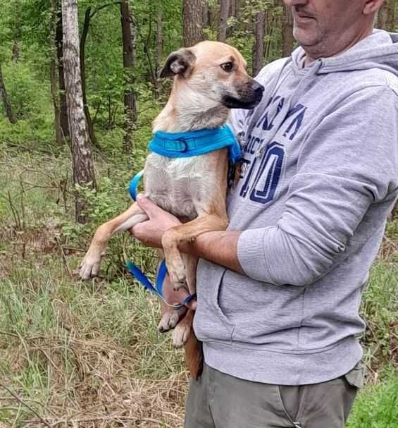 Roczny, nieduży, przyjazny  Nero do adopcji