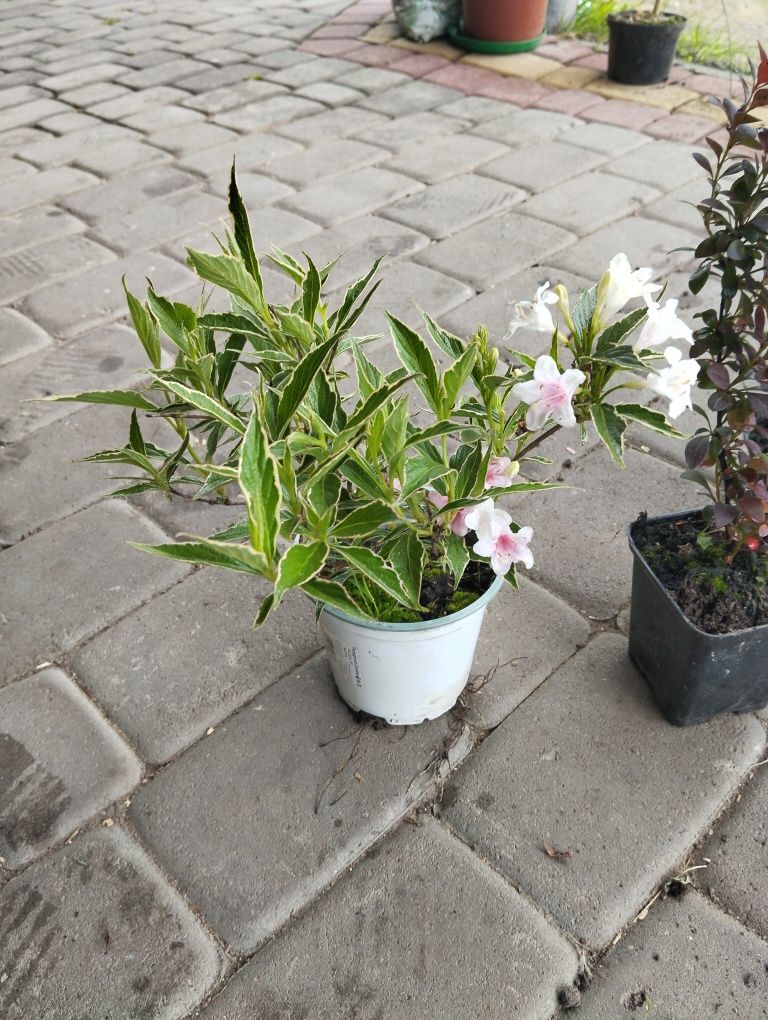 Спірея рожева та червона