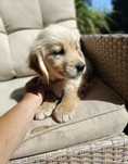 Golden retriever suczka