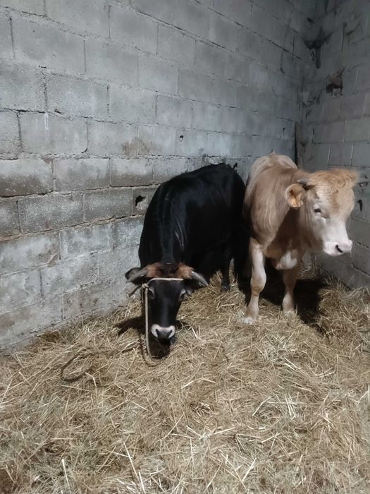 Vitela maronesa de qualidade